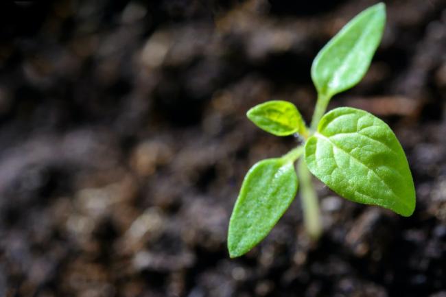 LA PROTECTION DE L'ENVIRONNEMENT EST-ELLE UNE LIBERTE FONDAMENTALE ?